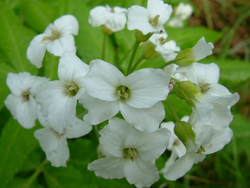 Cardamine heptaphylla / Dentaria pennata